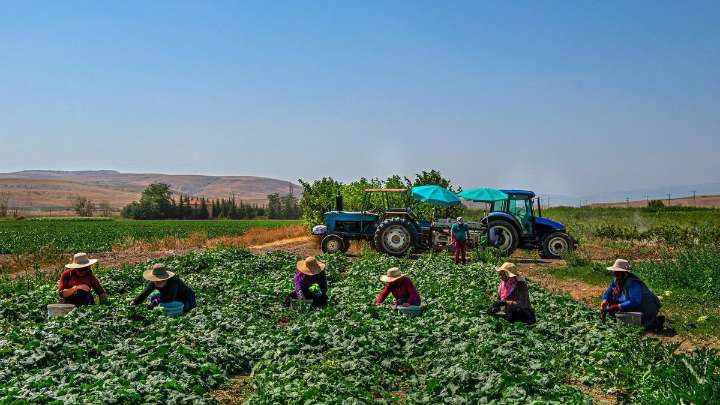 Así es el pasaporte vegetal destinado a frenar las plagas de los cultivos