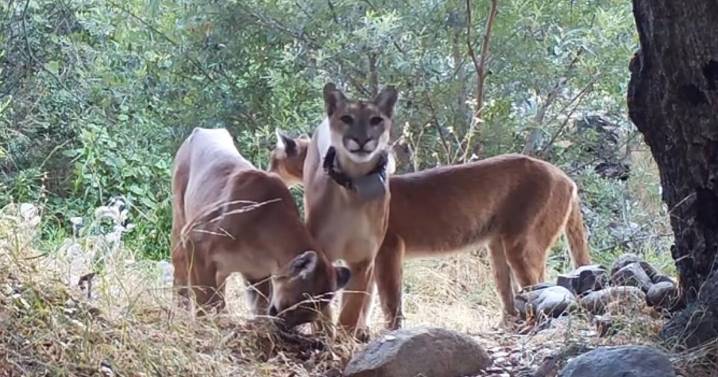 Mother of two mountain lion cubs struck and killed on State Route 74