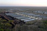 Clausuran definitivamente megagranja porcícola en Yucatán