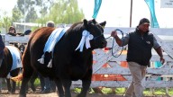 Exposición Rural de Río Cuarto: el gran campeón Angus se vendió en $21 millones