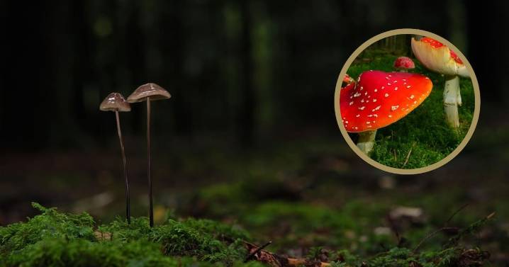 Hongos tóxicos: Conoce las 5 especies más peligrosas del planeta