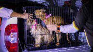 Puntos Clave Sobre el Presunto Caso de Maltrato Animal en Santa Catarina, Nuevo León