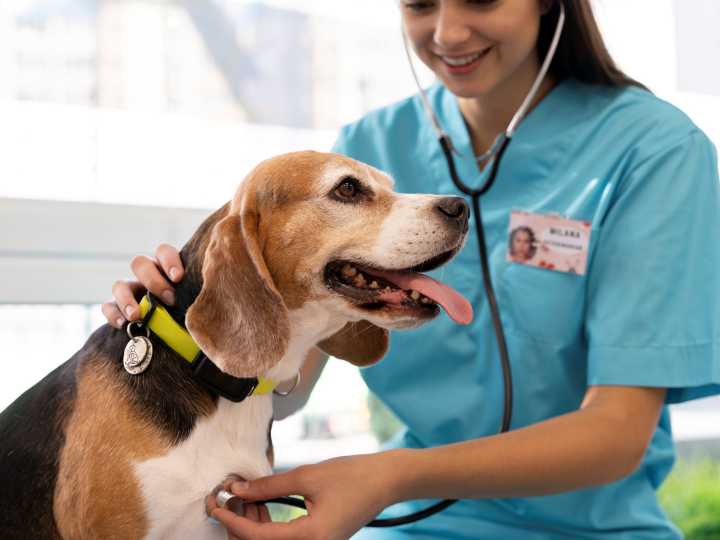 Veterinaria gratuita en CABA: a qué servicios podés acceder y cómo inscribirse