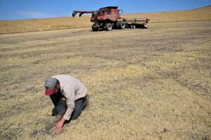Lentils, garbanzo beans and everything in between: A peak at a farmer’s harvest as USA Pulses aims to double production and consumption of legumes