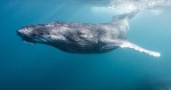 Tratado histórico de la ONU que protege los océanos entra en vigor en 2026 y Valparaíso aspira a ser su sede global