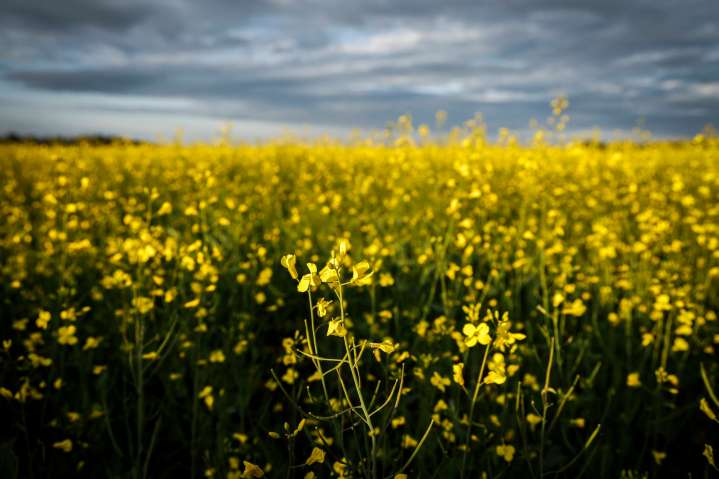 Chinese tariffs on canola hot topic for Canada’s agriculture ministers