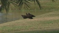 City of Brenham to use pyrotechnics to harass nuisance vultures after reported property damage