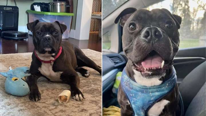 California Rescue Dog Facing Constant Rejection Because Of His Color Waits For Someone To See His Heart