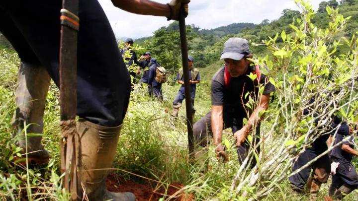 ¿Pesará el lobby y la posibilidad de retomar la aspersión con glifosato en la decisión de EE. UU. sobre la certificación de Colombia?