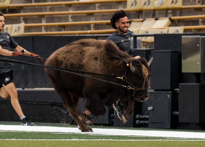 New Ralphie VII to make debut Saturday when CU Buffs host Wyoming