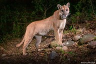 Mountain lion’s death on Highway 74 leads to push for more protection