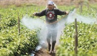 Gobierno federal emite primer decreto para prohibir 35 plaguicidas