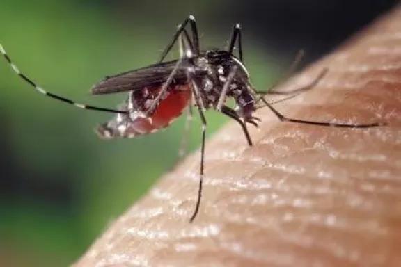 Dengue en primavera: riesgo creciente y medidas de prevención