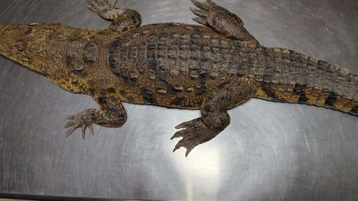 Capturan a cocodrilo que andaba caminando por las calles de Gómez Palacio