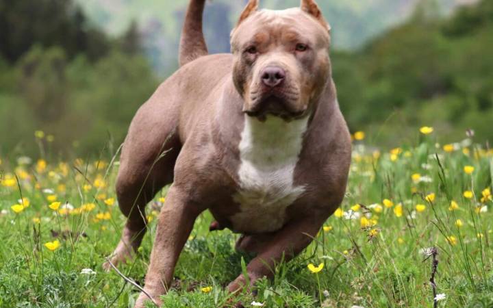 Dejó a su hija sola con su mascota, cuando volvió «el perro estaba cubierto de sangre»