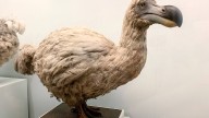 Biotech Startup Claims It's Getting Closer to 'Resurrecting' the Extinct Dodo