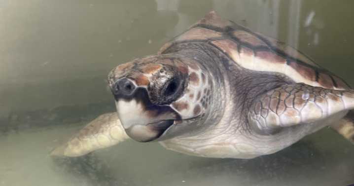 Turtle ‘trapped’ by Brexit finally gets to go home