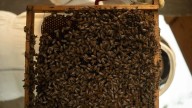 De un panal rescatado a un negocio social: “Dear Honey” busca volver a Tijuana una ciudad amiga de las abejas