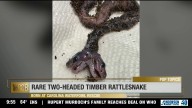 Rare two-headed snake born at local wildlife rescue