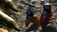 Convierten a cucarachas alemanas en cíborgs, con cámaras y chips, para operaciones de alto riesgo