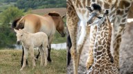 The Wilds celebrates rare births of 2 endangered species
