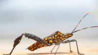 Qué es Chagas, la enfermedad transmitida por “chinches besadores” en EEUU