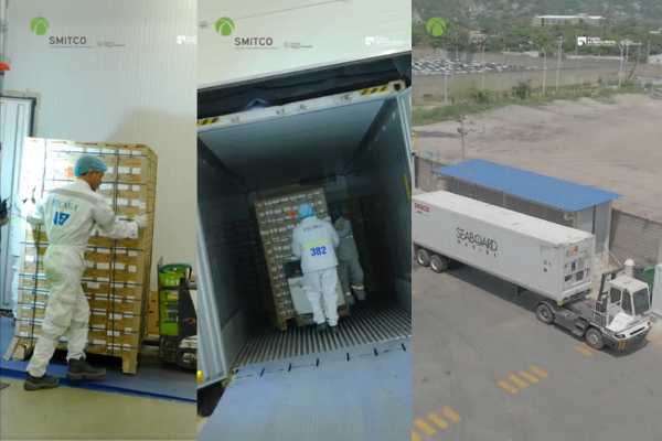 Sale por el Puerto de  Santa Marta la primera  exportación de arándanos  hacia EE.UU.