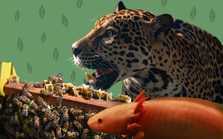 Biodiversidad en riesgo: estas son las especies más emblemáticas de México