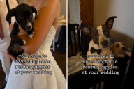 Bride and Groom Surprise Guests With Puppy Adoption Event at Wedding