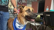 Piden protectores de animales que tehuacaneros adopten perros y gatos para evitar que sean sacrificados