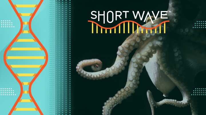 Octopuses use their arms similarly to humans, scientists say : Short Wave : NPR