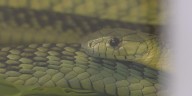 EMS team under fire for treating man with antivenom after he was bitten by a mamba snake