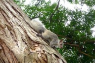 San Isidro prohíbe alimentar a ardillas y fauna silvestre bajo pena de multa