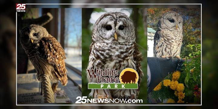 “Beloved” Wildlife Prairie Park barred owl dies at age 21