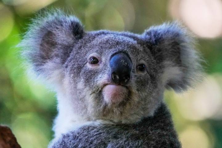 Australia approves world-first vaccine to save koalas from chlamydia