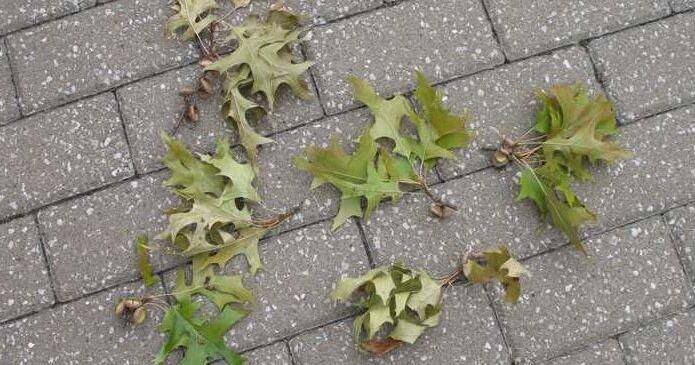 Tips for planting starts of cool-season vegetable plants