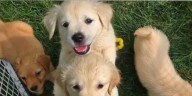 Over 24 dogs rescued from backyard breeding facility