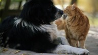 Una vecina de Barakaldo deja su herencia al Ayuntamiento para una guardería de perros y gatos