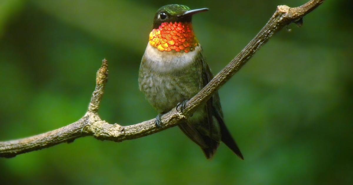Learn about hummingbirds at two events this month.