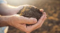 Con 4 ingredientes que tenés en la alacena, hacé esta abono casero para tus plantas súper efectivo