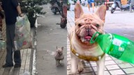 Chinese French bulldog has become an internet sensation for earning money while cleaning Guangzhou’s streets of plastic bottles