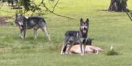 Roanoke City Council votes to ban ownership of wolfdogs