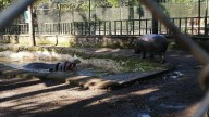 Colectivos piden certeza sobre el destino de animales en la UMA de Orizaba