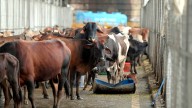 Congress, BJP Trade Blame Over Rising Cow Deaths In Chhattisgarh