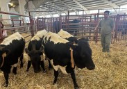 Los pequeños y mansos bueyes de la feria: «Son super tranquilos»