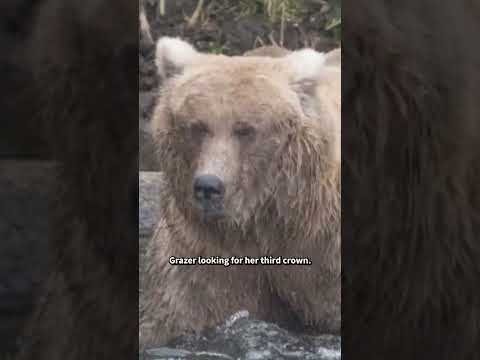 What to Expect From Fat Bear Week 2025