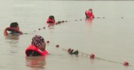 Endangered pink river dolphins in Amazon face rising threat of mercury contamination