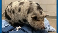 This little piggy wants to go home: Meet Waddles