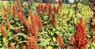 ITACyL lidera la innovación agroalimentaria en Europa con una guía de buenas prácticas