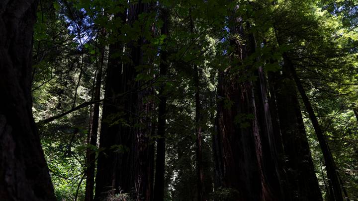 Why Apple is investing in a California redwood forest